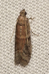Ephestia unicolorella woodiella