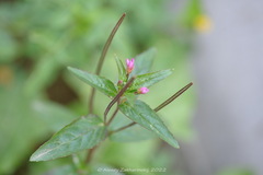Epilobium
