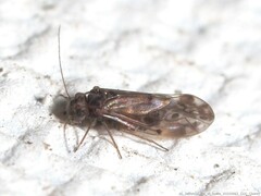 Peripsocus