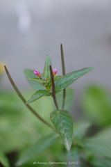 Epilobium