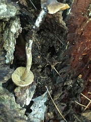 Simocybe centunculus