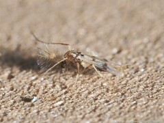 Polypedilum scalaenum