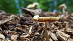 Agrocybe rivulosa