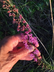 Liatris acidota