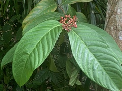 Ixora congesta