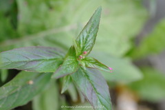 Epilobium