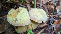 Neoboletus erythropus