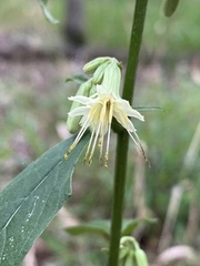 Nabalus serpentarius