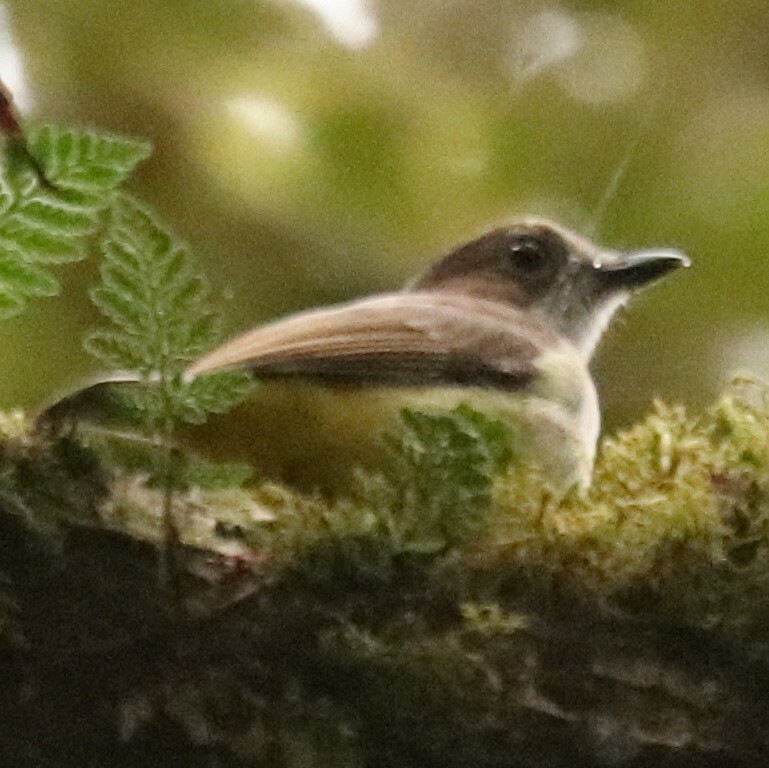 Sulphur-vented Whistler (Pachycephala sulfuriventer), photo 8