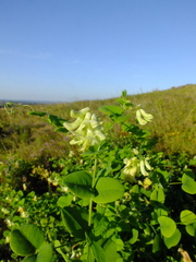 Vicia pisiformis