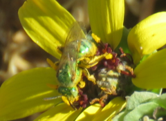 Agapostemon angelicus