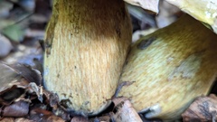 Neoboletus erythropus