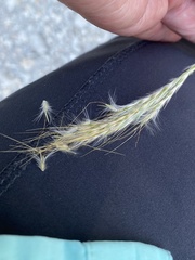 Bothriochloa laguroides