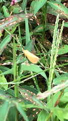 Virbia aurantiaca