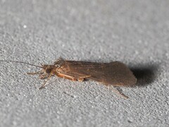 Hydrobiosidae