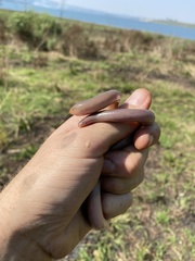 Afrotyphlops bibronii