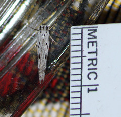 Ethmia semitenebrella