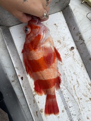 Sebastes rubrivinctus