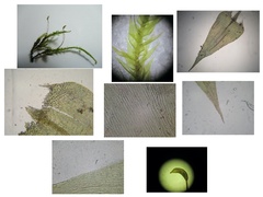 Brachythecium acutum