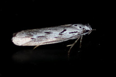 Ethmia semitenebrella