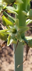 Ornithogalum xanthochlorum