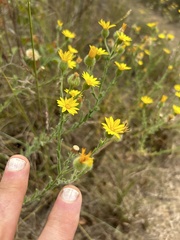Bradburia pilosa