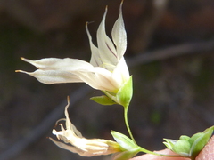 Melasphaerula graminea