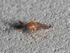 Forcipomyia glauca