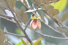 Duguetia furfuracea