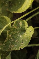 Puccinia malvacearum