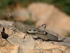 Anacridium aegyptium