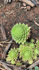 Sempervivum tectorum