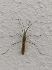 Stenocoris