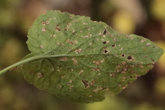 Puccinia malvacearum