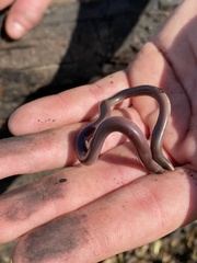 Afrotyphlops bibronii