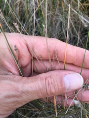 Eleocharis montevidensis