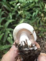 Russula cremoricolor