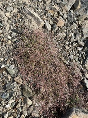 Sabulina nuttallii