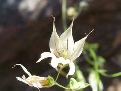 Melasphaerula graminea