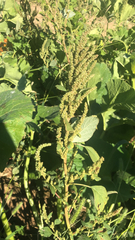 Amaranthus viridis