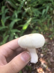 Russula cremoricolor