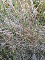 Eleocharis montevidensis