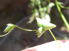 Melasphaerula graminea