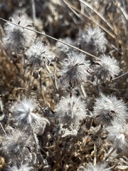 Trifolium hirtum