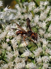 Cerceris bicornuta