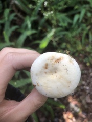 Russula cremoricolor