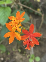 Epidendrum fulgens