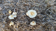 Agrocybe rivulosa
