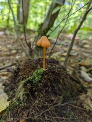 Entoloma quadratum