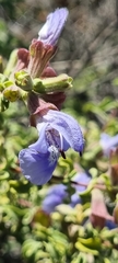 Salvia dentata
